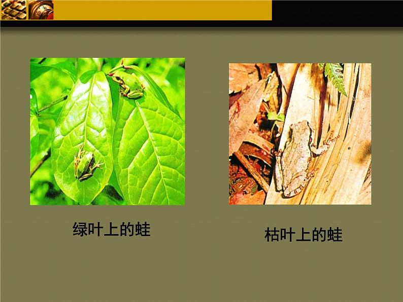 济南社八年级下册生物 5.1.4生物进化的原因 课件第5页