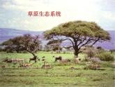 济南社八年级下册生物 6.2.1生态系统的组成 课件