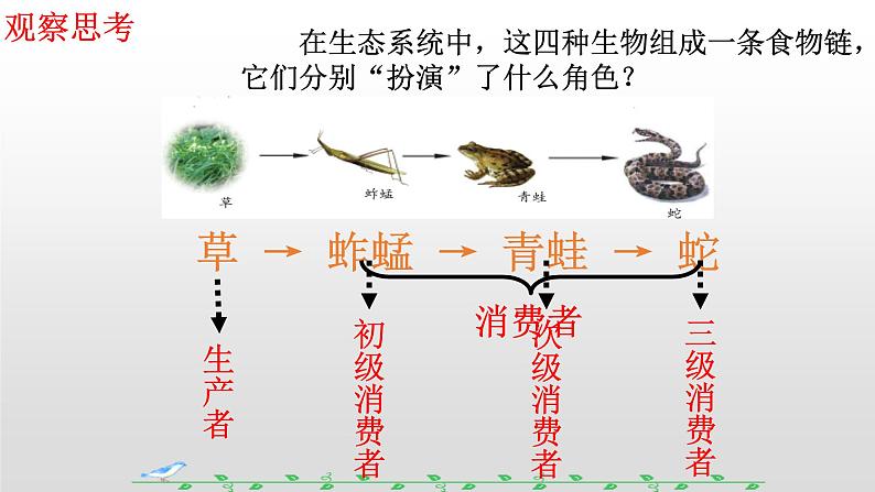 济南社八年级下册生物 6.2.2食物链和食物网 课件05