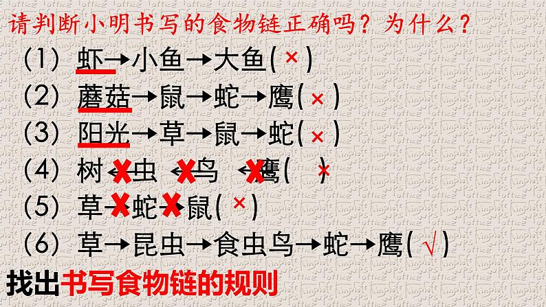 济南社八年级下册生物 6.2.2食物链和食物网 课件06