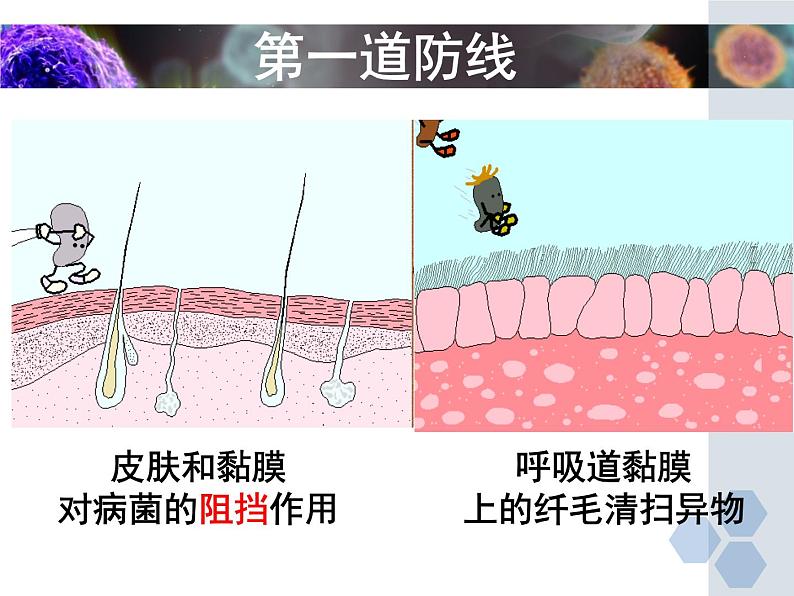 冀教版七年级下册生物 6.1 免疫 课件第5页