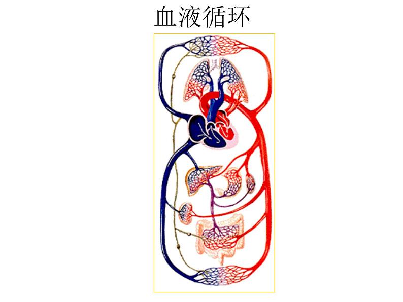 冀教版七年级下册生物 2.3物质运输的路线 课件04