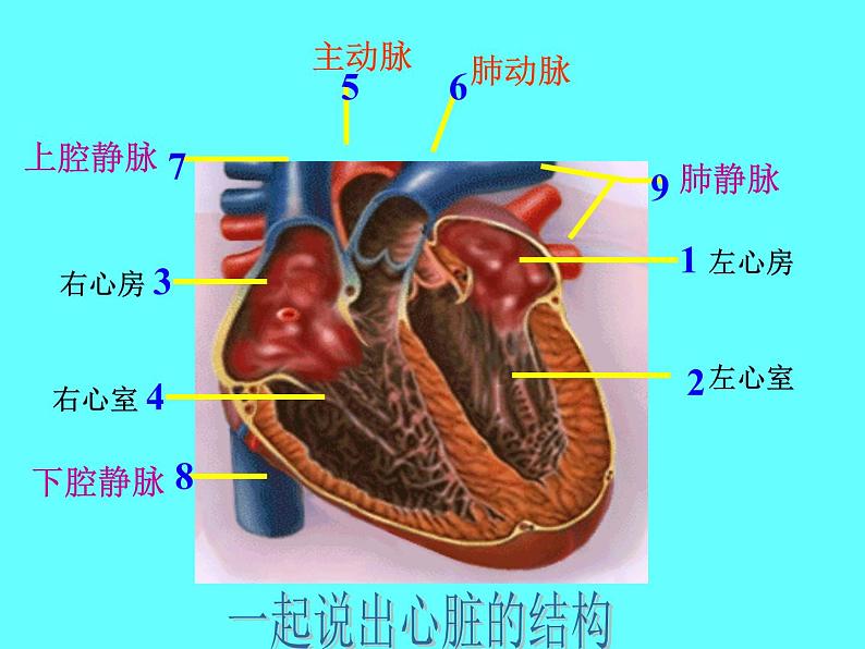 冀教版七年级下册生物 2.3物质运输的路线 课件06