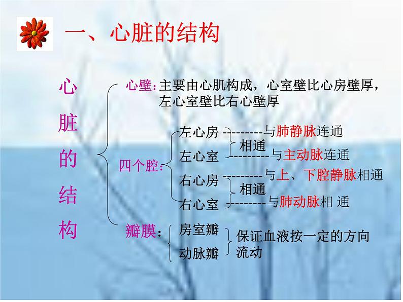 冀教版七年级下册生物 2.3物质运输的路线 课件07