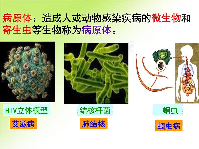 冀教版七年级下册生物 6.2 疾病与预防 课件08