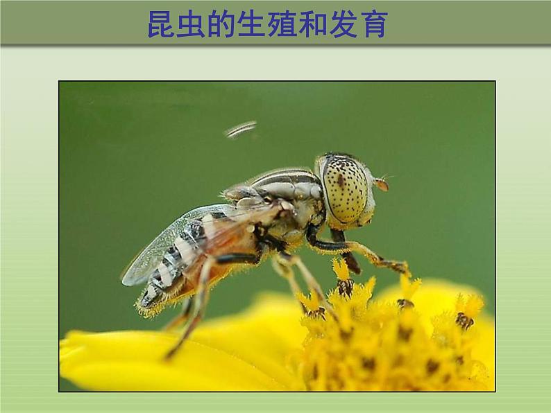 冀教版八年级下册生物  6.1.2动物的生殖和发育 课件01