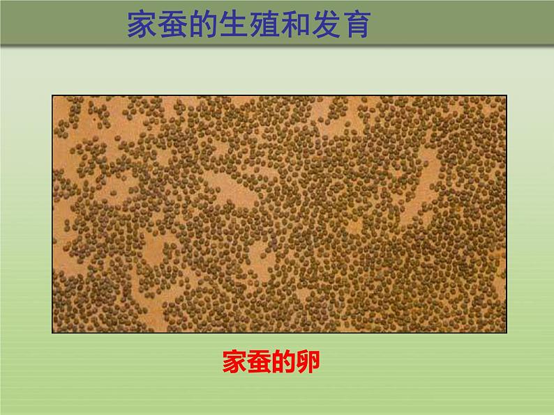 冀教版八年级下册生物  6.1.2动物的生殖和发育 课件02