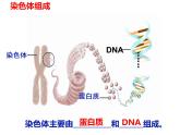 冀教版八年级下册生物  6.2.1遗传 课件
