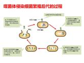 冀教版八年级下册生物  6.2.1遗传 课件