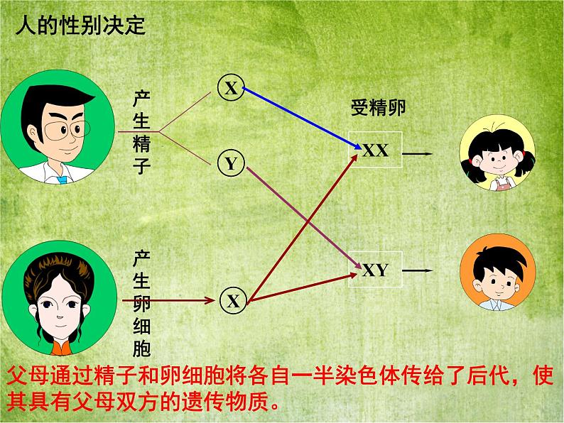 冀教版八年级下册生物  6.2.2变异 课件第1页