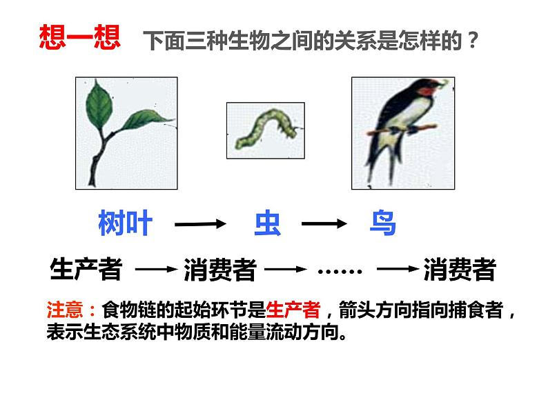 冀教版八年级下册生物  7.2.2食物链和食物网 课件04