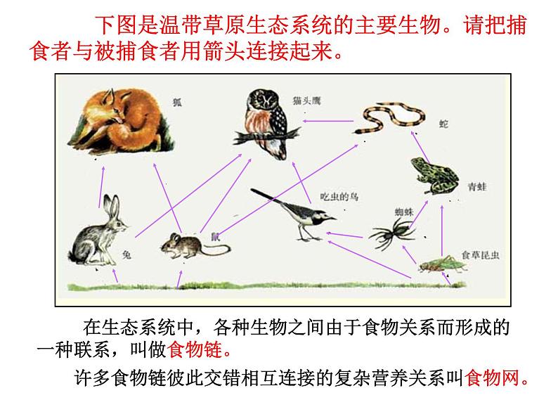 冀教版八年级下册生物  7.2.2食物链和食物网 课件07