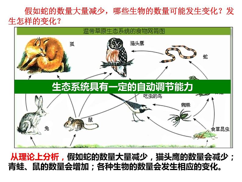 冀教版八年级下册生物  7.2.2食物链和食物网 课件08