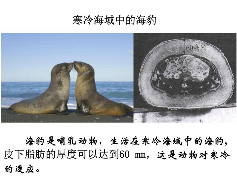 冀教版八年级下册生物  7.1.2生物对环境的适应和影响 课件06