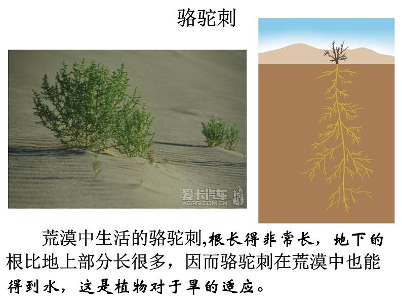 冀教版八年级下册生物  7.1.2生物对环境的适应和影响 课件08