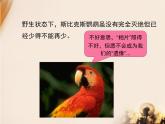 冀教版八年级下册生物  7.3.3保护生物多样性 课件