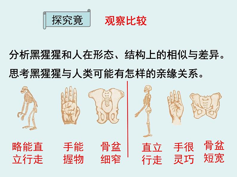 冀教版八年级下册生物  6.3.3人类的起源 课件04