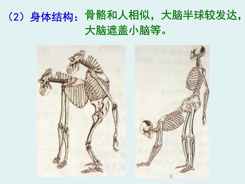 冀教版八年级下册生物  6.3.3人类的起源 课件06