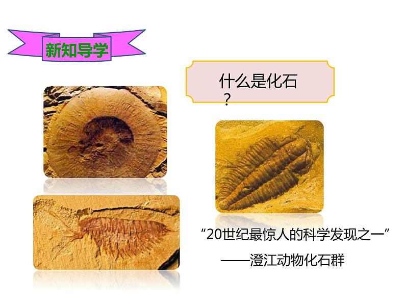 冀教版八年级下册生物  6.3.2生物的进化 课件第3页