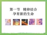 苏教版七年级下册生物 8.1 精卵结合孕育新的生命 课件