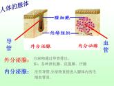 苏教版七年级下册生物 12.1人体的激素调节 课件