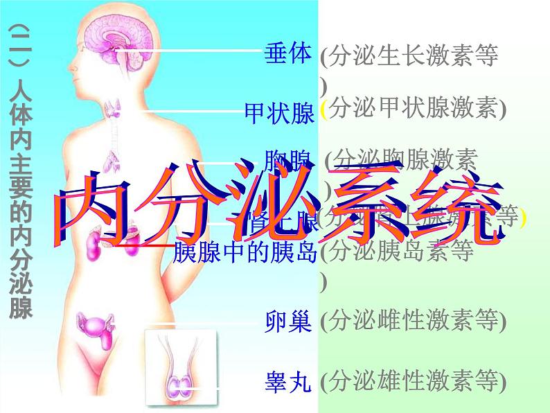 苏教版七年级下册生物 12.1人体的激素调节 课件06