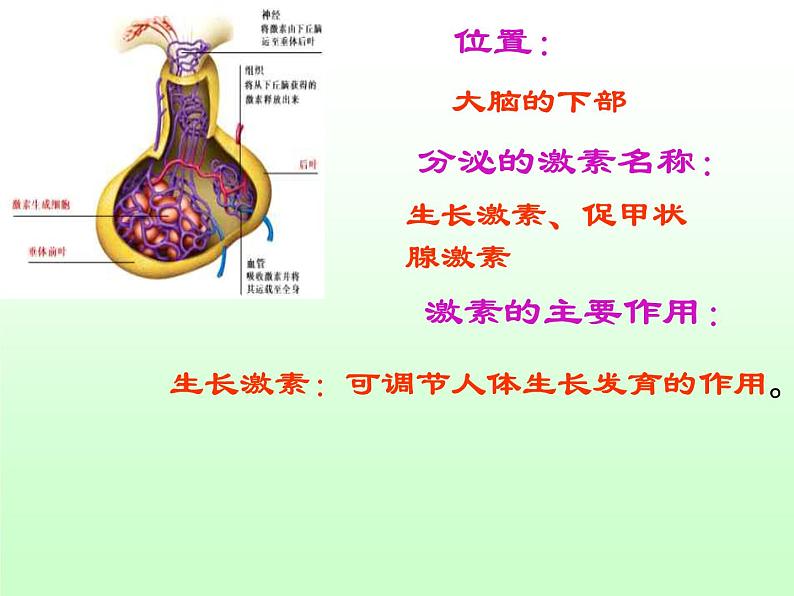 苏教版七年级下册生物 12.1人体的激素调节 课件07