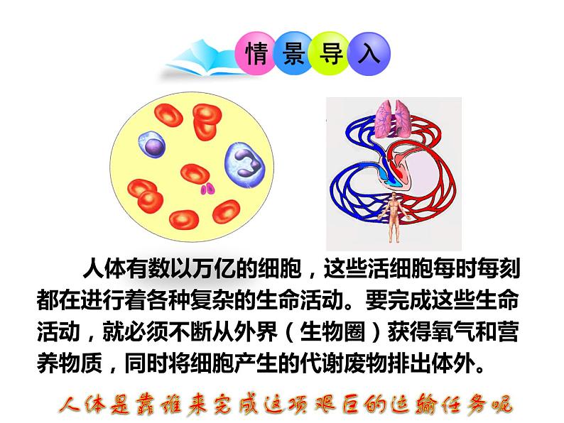 苏教版七年级下册生物 10.1血液和血型 课件03