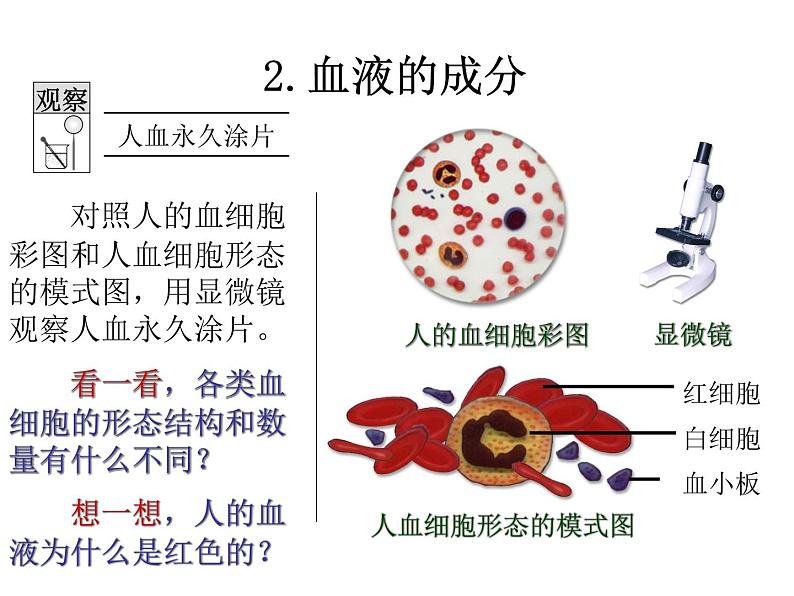 苏教版七年级下册生物 10.1血液和血型 课件08