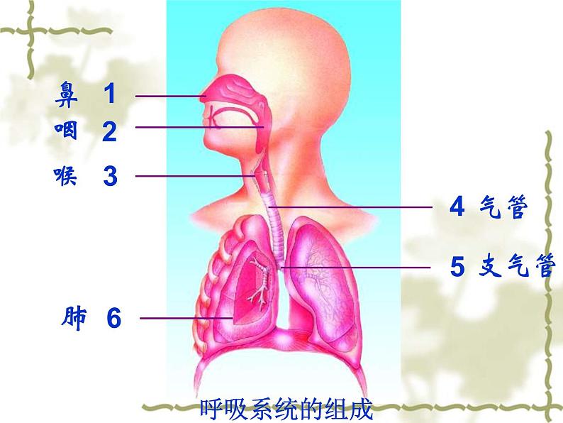 苏教版七年级下册生物 10.3人体和外界环境的气体交换 课件03