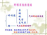 苏教版七年级下册生物 10.3人体和外界环境的气体交换 课件
