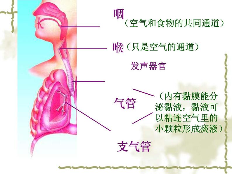 苏教版七年级下册生物 10.3人体和外界环境的气体交换 课件07