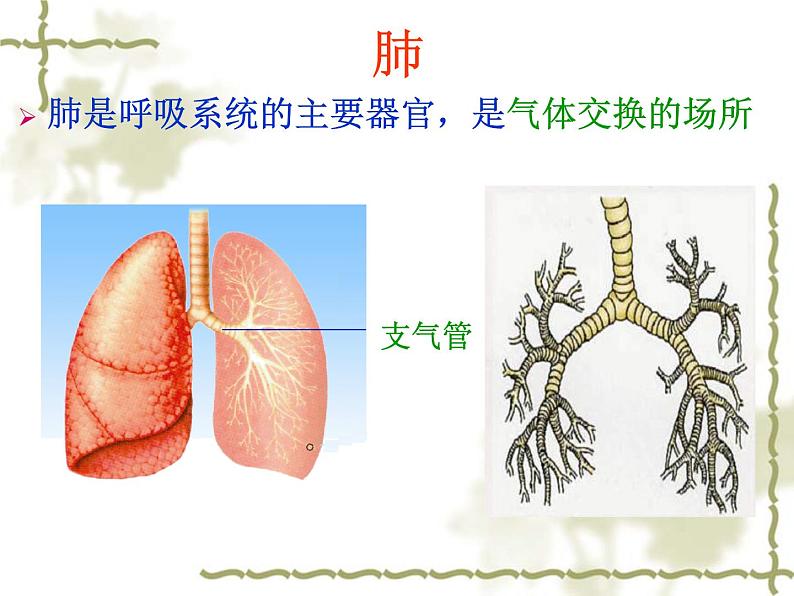 苏教版七年级下册生物 10.3人体和外界环境的气体交换 课件08