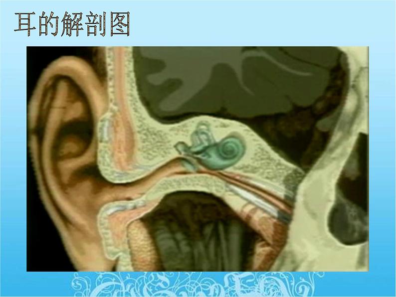 苏教版七年级下册生物 12.3人体感知信息 课件05