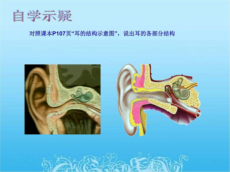 苏教版七年级下册生物 12.3人体感知信息 课件06