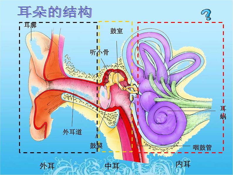 苏教版七年级下册生物 12.3人体感知信息 课件07