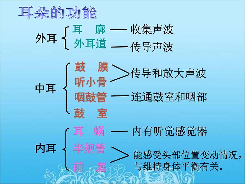 苏教版七年级下册生物 12.3人体感知信息 课件08