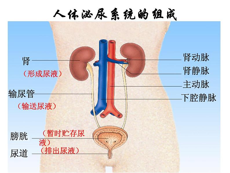 苏教版七年级下册生物 11.1人体泌尿系统的组成 课件04