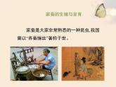 苏教版八年级下册生物 21.3昆虫的生殖与发育 课件