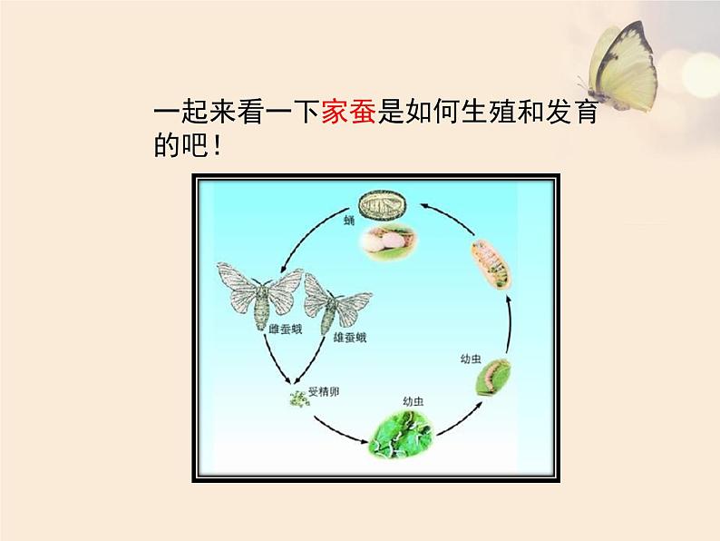 苏教版八年级下册生物 21.3昆虫的生殖与发育 课件08