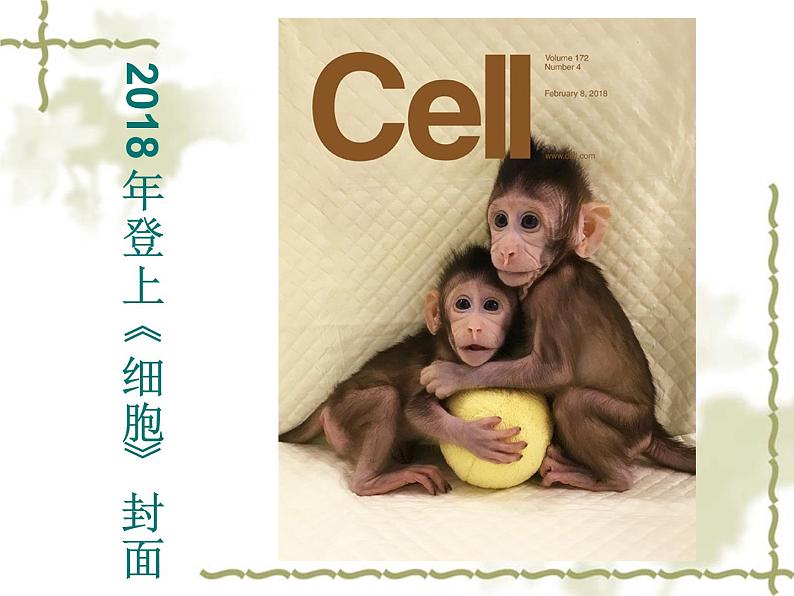 苏教版八年级下册生物 24.1现代生物技术的应用 课件04