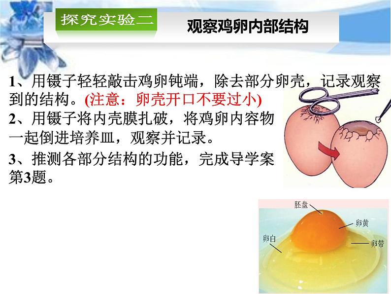 苏教版八年级下册生物 21.5鸟类的生殖与发育 课件第5页