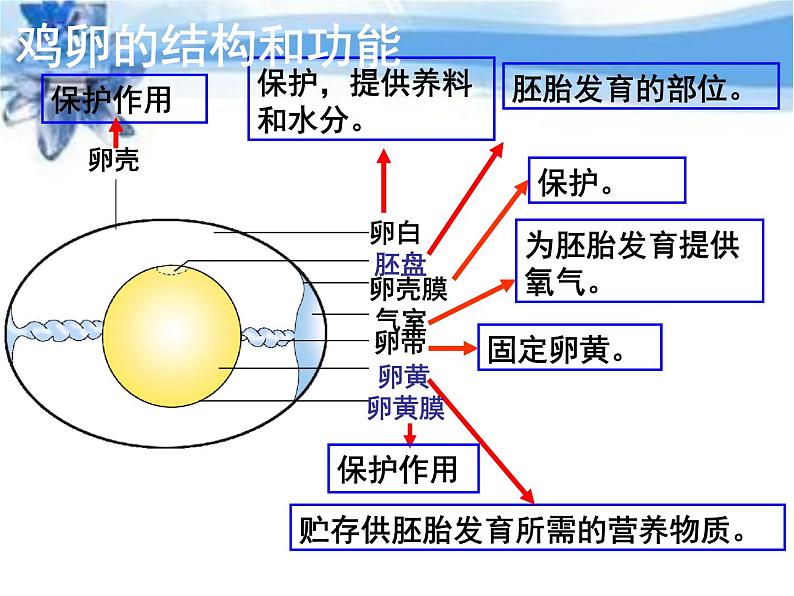 苏教版八年级下册生物 21.5鸟类的生殖与发育 课件第6页