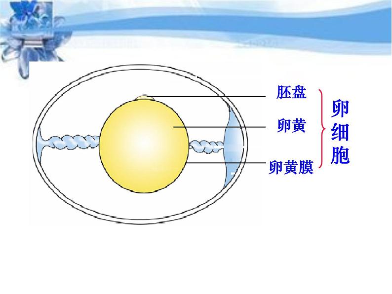 苏教版八年级下册生物 21.5鸟类的生殖与发育 课件第8页