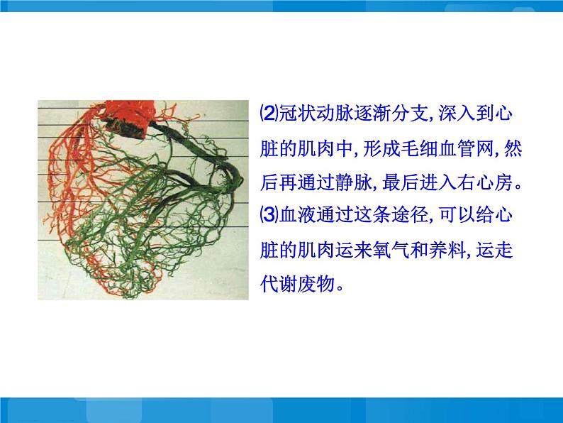 苏教版八年级下册生物 25.2威胁健康的主要疾病 课件06