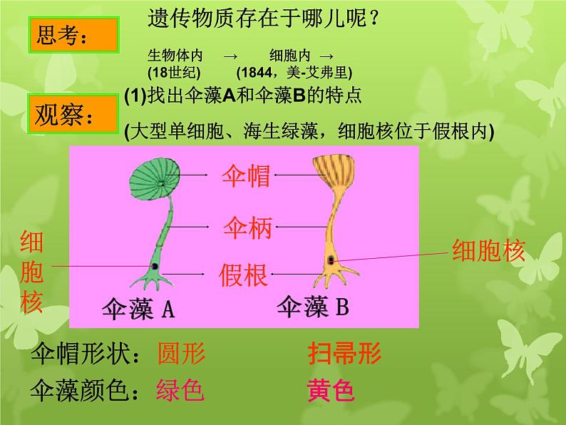 苏教版八年级下册生物 22.1DNA是主要的遗传物质 课件06