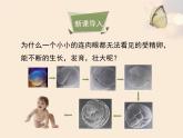 苏科版七年级下册生物 8.2细胞的分裂和分化 课件