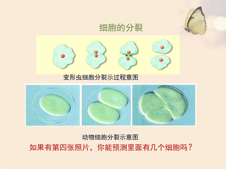 苏科版七年级下册生物 8.2细胞的分裂和分化 课件06