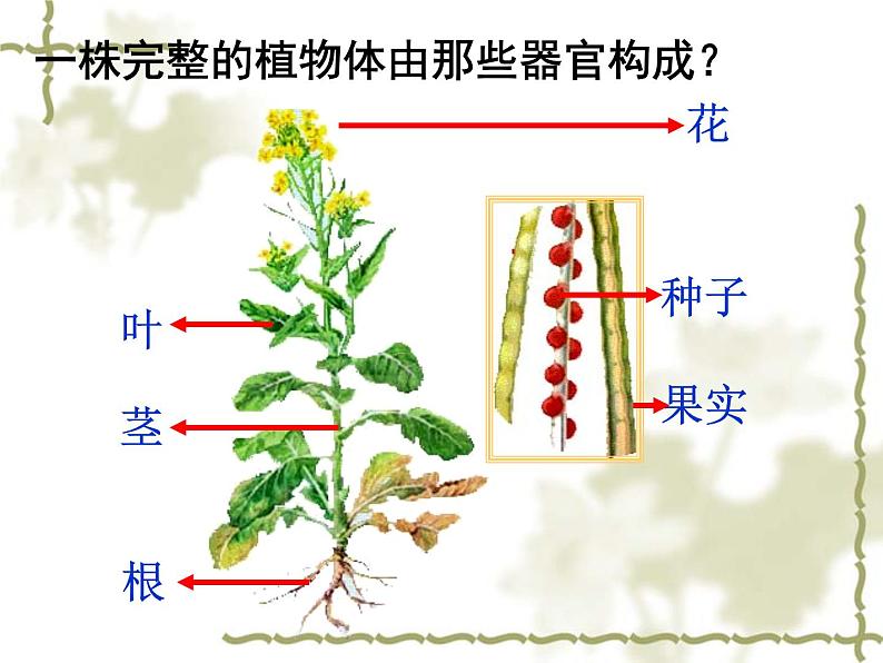 苏科版七年级下册生物 8.1生物体的基本结构 课件第4页