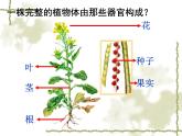 苏科版七年级下册生物 8.1生物体的基本结构 课件